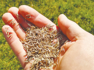 The endophyte is only found in the plant tissue and plant seeds.