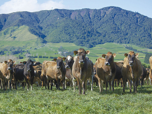 LIC is trying to breed more climate-friendly cows that produce less methane.