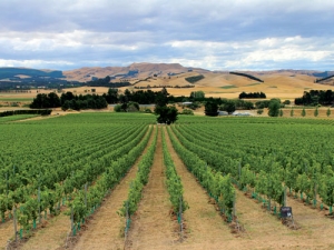 Waipara, Marlborough and Central Otago ended the first half of the season in very dry conditions. That will impact on the vines in the coming months.