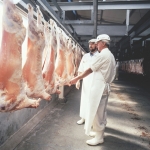 Fewer lambs, but higher earnings – report