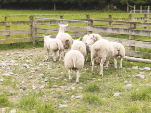 Purebred Beltex lambs (with their Perendale surrogate mothers) show off their heavy rear ends in the yards at Blair Gallagher’s Mount Somers farm. The ram lambs’ tails have been left undocked, standard English practice for the breed. Inset: Mount Somers farmer Blair Gallagher has formed a partnership to bring Beltex sheep to NZ.