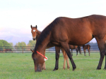 There are currently 12 confirmed infected properties. Photo Credit: New Zealand Equine Health Association.