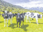Waiting time for killing space at meatworks has jumped from two weeks to nearly eight weeks, says Dr Lindsay Burton.