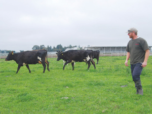 Mark Williams has picked a small herd of nine cows for his raw milk venture.