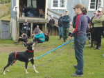 Anna Holland putting Eve through her paces at a training clinic.