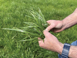 Farmers are being urged to explore all ryegrass seed options available before they renew this season.