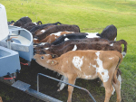 Why imported whey-based milk replacers are suitable for calves