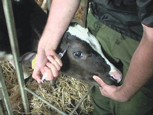 Vets: trusted but misunderstood, according to survey