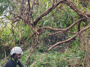 A Taranaki Regional Council biosecurity officer controlling a madeira vine site in New Plymouth. Photo Credit: Taranaki Regional Council