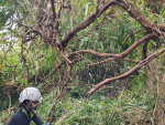 A Taranaki Regional Council biosecurity officer controlling a madeira vine site in New Plymouth. Photo Credit: Taranaki Regional Council