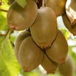 KGI holds fears on Kiwifruit Claim