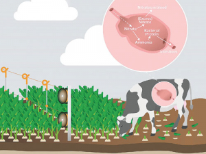 Stock could face increased risk of nitrate poisoning.