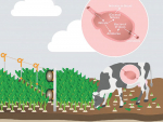 Stock could face increased risk of nitrate poisoning.