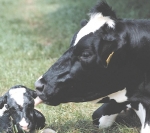 Short-gestation semen does the trick