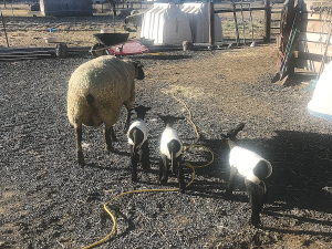 Woollen covers that keep newborn lambs safe, warm