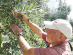Plant & Food Research fruit tree physiologist Dr Stuart Tustin examines a grape-like bunch of olives. Photo: Supplied.