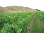 NZ polymer douses smoke taint in wine