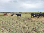 Cows managed on pasture with hay also had higher skin temperatures and cleaner coats, according to the study.