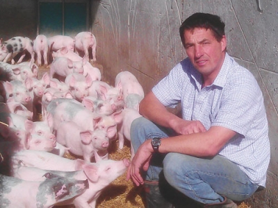 Backyard Pigs Pose Biggest Threat To Industry Nzpork