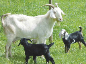 Questions over goat industry report