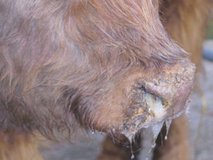 Nasal discharge in bluetongue infected cattle.