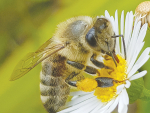 NZ exports $3.5 million of honey annually to the UAE.