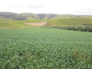 Catch crops like oats and cereal benefit the bottom line and environment.