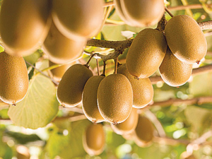 Zespri says the kiwifruit industry has remained relatively unscathed from the storms.