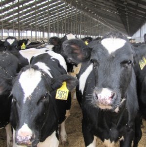 Two more China farms for Fonterra  