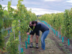 Emma with Sam Bain, Manager of Indevin&#039;s Springhill Vineyard. Photo Credit: Richard Brimer.