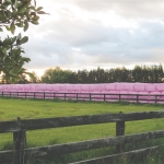 Pink bales colour the heartland