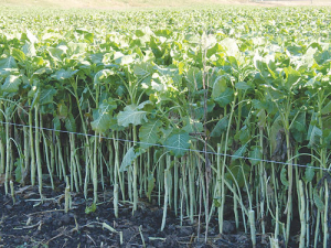 Kale is a good winter crop.