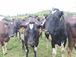 Fodder beet has only recently gained popularity as an important dairy cow winter feed.