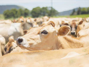 In a recent Jersey Advantage survey, 60% of respondents said they were planning to make breed changes to their herd over the next five years, with over half of those planning to increase their use of Jersey genetics.