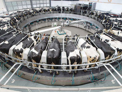 Cow numbers fall, milk yield soars