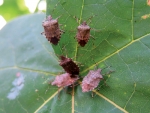 The brown marmorated stink bug (BMSB) is listed as one of the horticultural industry's top six pests of concern.