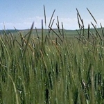 Crucial season for black-grass eradication