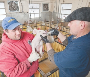 Wormer with ruminant potential?