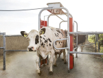 Lely’s Grazeway system offers a strategy so grazing can be combined with automatic milking.