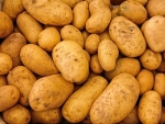Cadmium-resistant potatoes for NZ growers