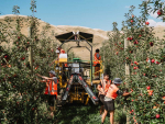 Picking platforms help lift apple harvest rates
