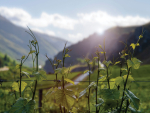 Central Otago Winegrowers Warn of Risks from Proposed Bendigo Goldmine