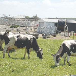 Applied nitrogen  not always profitable