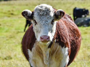 Right now, there are no BCS breeding values calculated for most kiwi bulls.