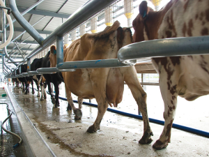 Editorial: Backing Dairy