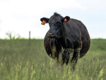CowManager tracks behaviour and ear temperature simultaneously, from a single ear-mounted sensor.