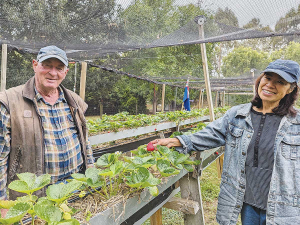 Paul and Aree Tapper in the strawberry enclosure of their pick-your-own orchard at Swanannoa in North Canterbury. Photo Credit: Nigel Malthus