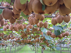 Kiwifruit trader Seeka says lower costs and higher income in 2024 has boosted earnings.