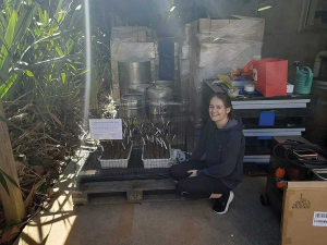Jess with cuttings on a heat block at Goldie Estate.