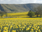 Daffodil extract to block methane?